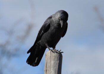 Kisah Burung Gagak dan Jalan Kesufian