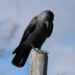 Kisah Burung Gagak dan Jalan Kesufian
